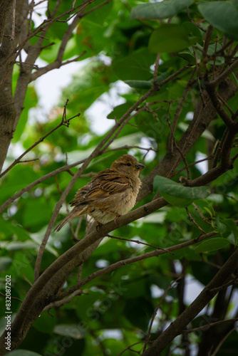 baby bird sparrow on a branch © The