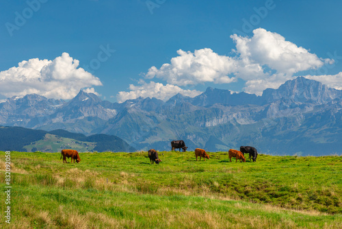 Cows on Niederbauen Mountain, Lake Lucerne, Canton Uri, Switzerland photo