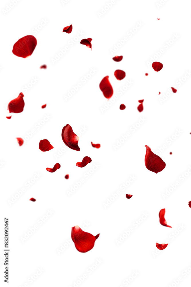 Red roses petals flying romantic overlay background Red roses petals flying romantic overlay background