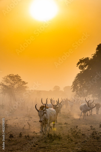 Cows from the Mundari tribe coming back to their camp at sunset, South Sudan photo