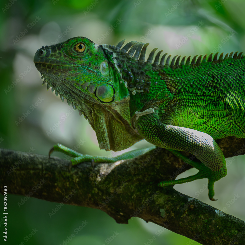 Green Iguana, Costa Rica, Central America Green Iguana, Costa Rica, Central America