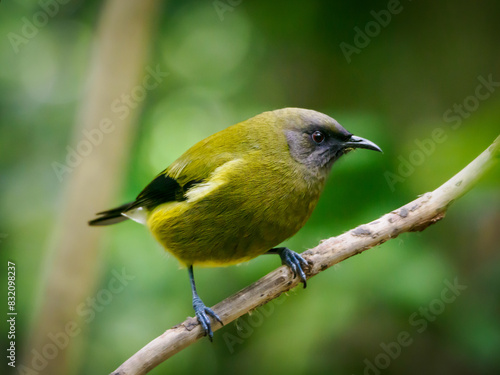 A bellbird, one of New Zealand's most melodious native songbirds, on Tiritiri Matangi sanctuary island, Hauraki Gulf, North Island, New Zealand, Pacific