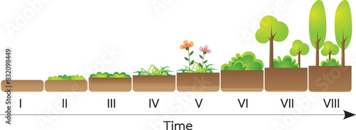 Primary ecological succession diagram illustration