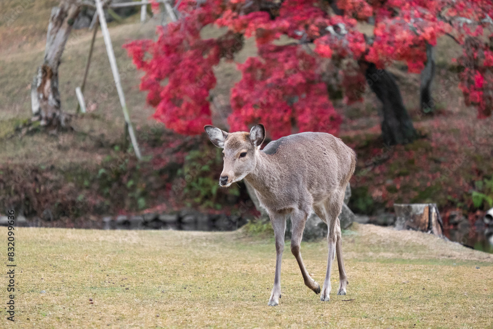 A deer stands confidently on top of a lush grass-covered field in Nara, Honshu, Japan A deer stands confidently on top of a lush grass-covered field in Nara, Honshu, Japan