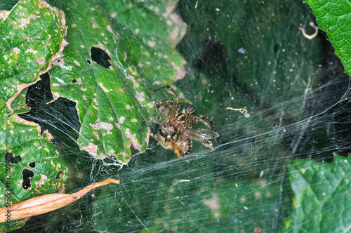 Common crossweed or Araneus diadematus sits on a spider's web. Macro photo of a spider. photo