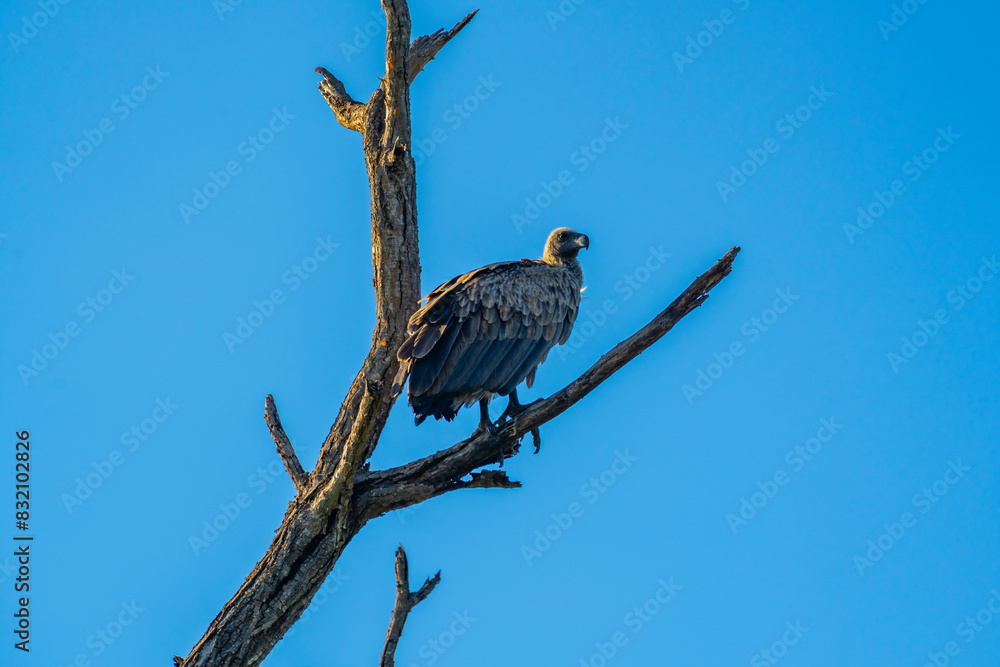 View of white backed vulture (Gyps africanus) in tree on game drive in Kruger National Park, South Africa View of white backed vulture (Gyps africanus) in tree on game drive in Kruger National Park, South Africa
