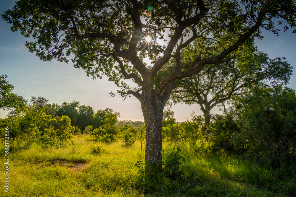 View of trees and bushes on game drive in Kruger National Park, South Africa View of trees and bushes on game drive in Kruger National Park, South Africa