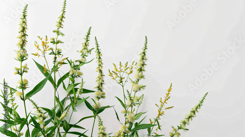 Blooming ragweed plant Ambrosia genus on white background