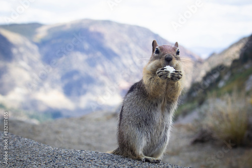 Photography Squirrel eating a popcorn kernel in Yosemite National Park in the United States