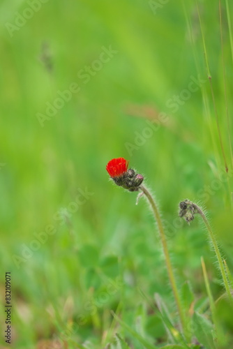 コウリンタンポポ