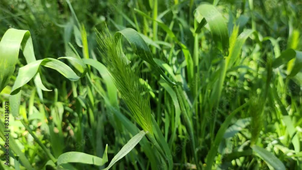 small green spikelets. grass spikelets. Spikelets of spring juicy green grass and small white flowers sway in the wind, close-up. small green spikelets. grass spikelets. Spikelets of spring juicy green grass and small white flowers sway in the wind, close-up.
