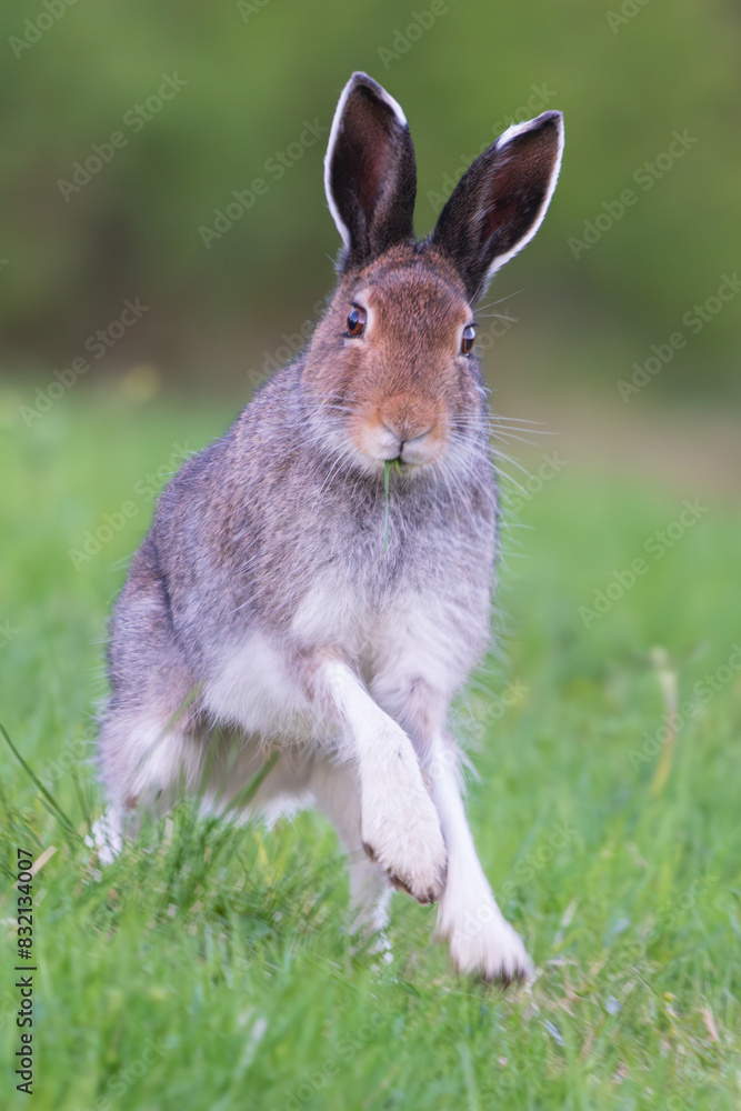 Hare (Lepus timidus) Hare (Lepus timidus)