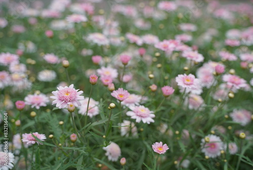 浜名湖ガーデンパークの花壇 2024年5月