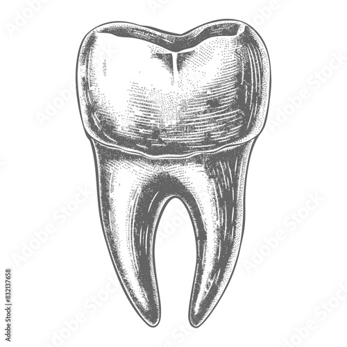 Engraved Molar: Detailed Tooth Anatomy Illustration, Dental Hygiene Art