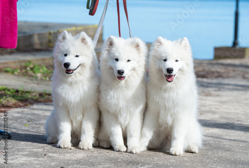 Funny three Young White Samoyed Dog in park, happiness and friendship photo