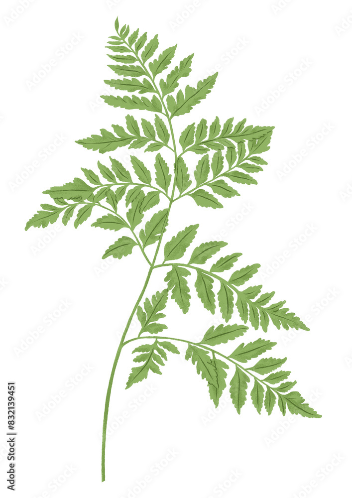 Fern leaf png botanical sticker, transparent background Fern leaf png botanical sticker, transparent background