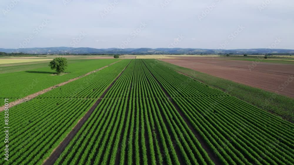 The vast expanses of carrot fields. The vast expanses of carrot fields.