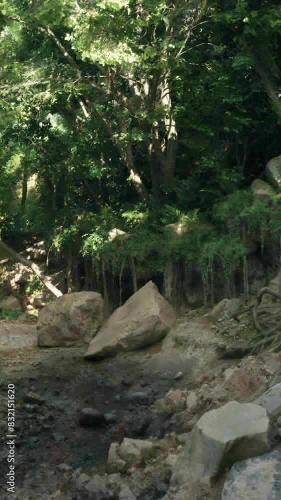 A stream winds its way through a dense, verdant forest, surrounded by lush vegetation and towering trees. A stream winds its way through a dense, verdant forest, surrounded by lush vegetation and towering trees.
