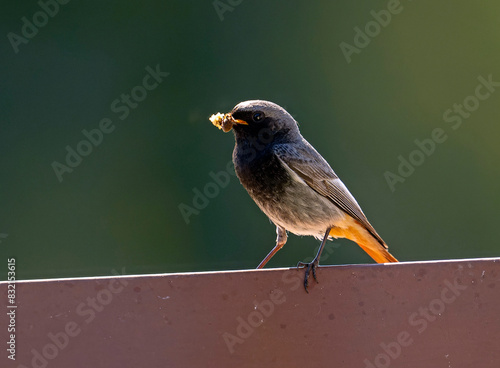 Singvogel Bayern photo