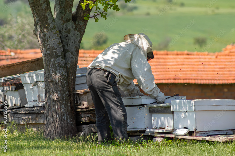 A beekeeper tending the bees at the head of the beehives. beehives lined up on green grass. A beekeeper tending the bees at the head of the beehives. beehives lined up on green grass.