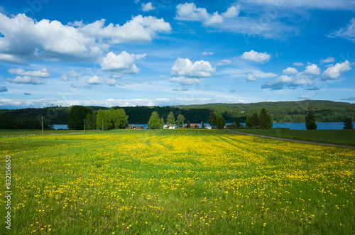 Large field of blooming dandelion flowers, rural houses in the distance near lake with forested hills on horizon on sunny summer day fluffy clouds in blue sky, lake Upper Fryken in Värmland, Sweden