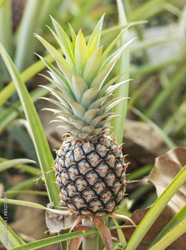 pineapple fruit on a bush. pineapple fruit on a bush.