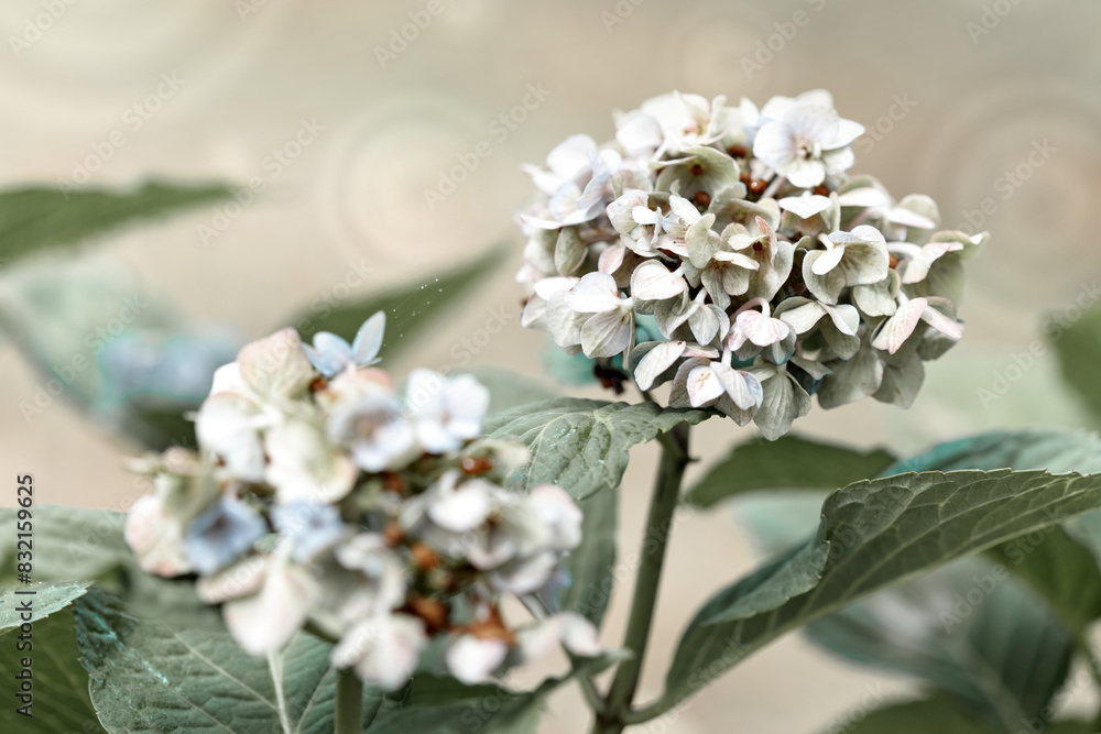 Beautiful hydrangea flowers in the summer garden Beautiful hydrangea flowers in the summer garden
