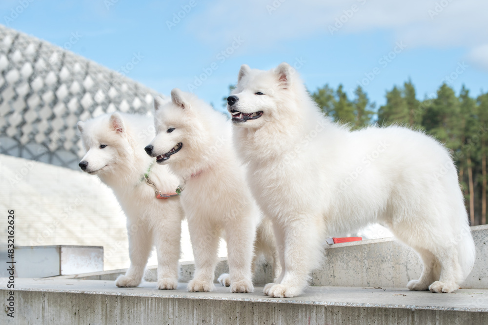 Funny three Young White Samoyed Dog in stadium park, happiness and friendship