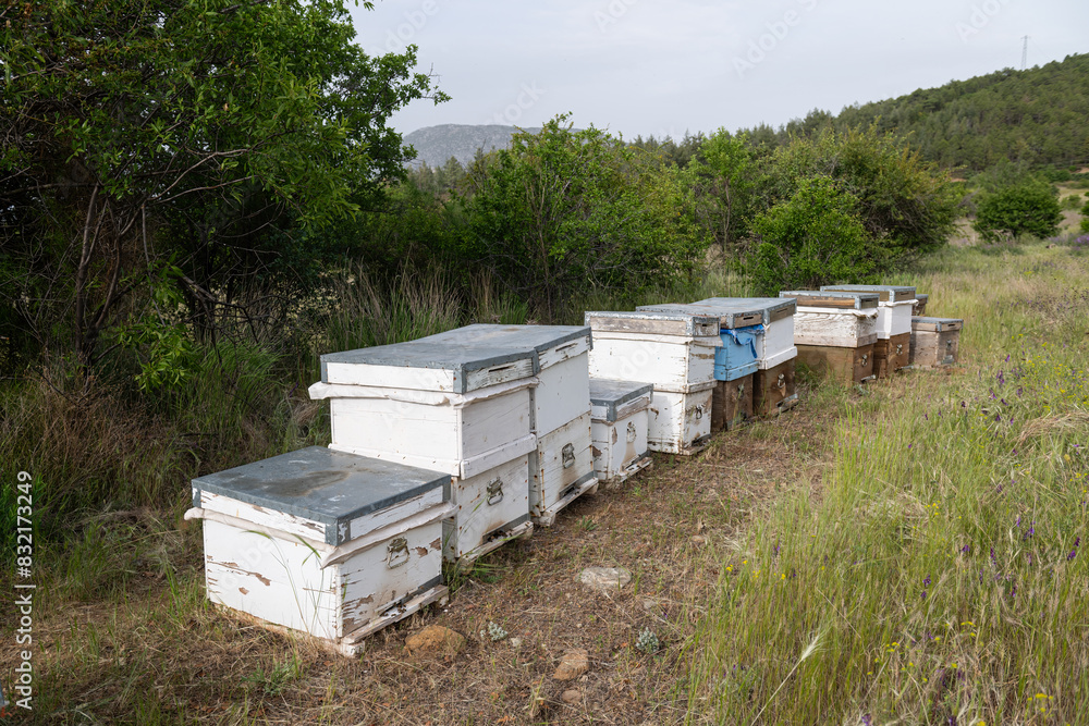 Beehives making fresh honey in the village, organic honey, village life, honeycomb, colorful beehives. Beehives making fresh honey in the village, organic honey, village life, honeycomb, colorful beehives.
