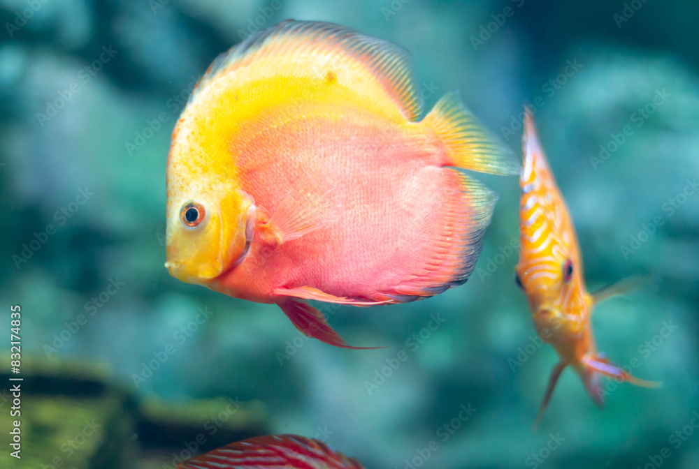 Discus (Symphysodon) fishes swimming underwater in an aquarium