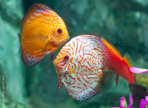 Discus (Symphysodon) fishes swimming underwater in an aquarium