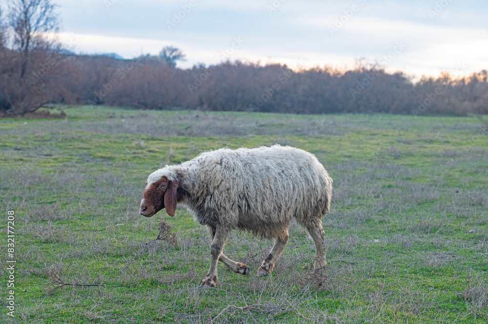 Obraz premium A sheep trying to keep up with the flock in the pasture.