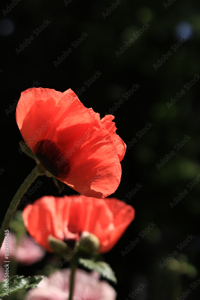 Close-up of a decorative red poppy flower. Big flower. Natural floral background. Poppies bloom in a park or garden. Lush spring flower. Poppies blooming outdoors in the open air Close-up of a decorative red poppy flower. Big flower. Natural floral background. Poppies bloom in a park or garden. Lush spring flower. Poppies blooming outdoors in the open air