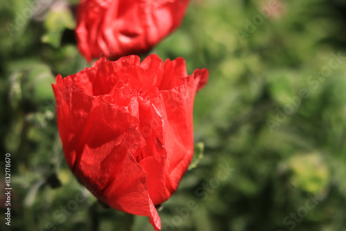 Close-up of a decorative red poppy flower. Big flower. Natural floral background. Poppies bloom in a park or garden. Lush spring flower. Poppies blooming outdoors in the open air