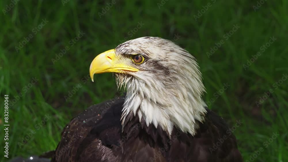 American bald eagle, slow motion, close up. Portrait white-tailed, national american prey bird video footage. Washing in a water tray. (Haliaeetus leucocephalus) American bald eagle, slow motion, close up. Portrait white-tailed, national american prey bird video footage. Washing in a water tray. (Haliaeetus leucocephalus)