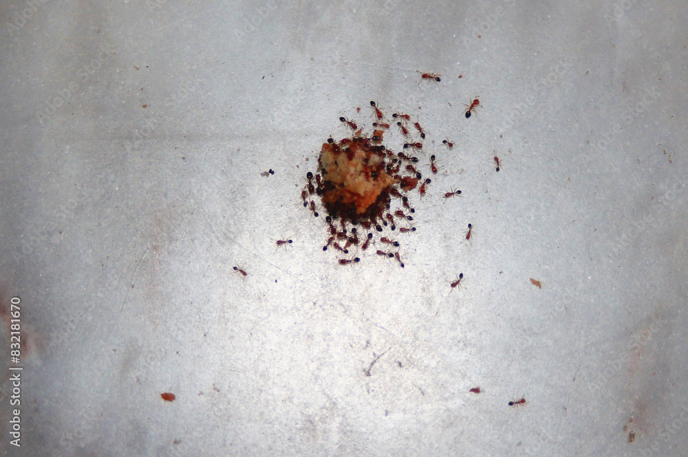 Image of red ants eating sugar
Image of red ants eating sugar