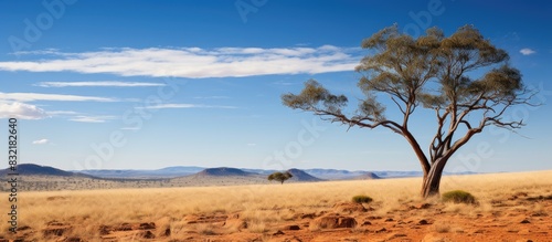Two trees on top of spinifex covered hillside with scattered trees under blue sky. Creative banner. Copyspace image photo