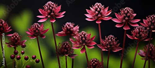 Great burnet Chocolate Tip flowers. Creative banner. Copyspace image © HN Works