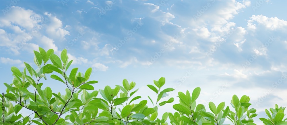 bright green leaves on a cloudy day. Creative banner. Copyspace image