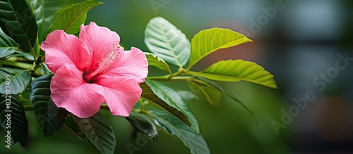 Pink flower and green leaves. Creative banner. Copyspace image