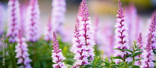 Flowers of physostegia virginiana variegata in garden. Creative banner. Copyspace image