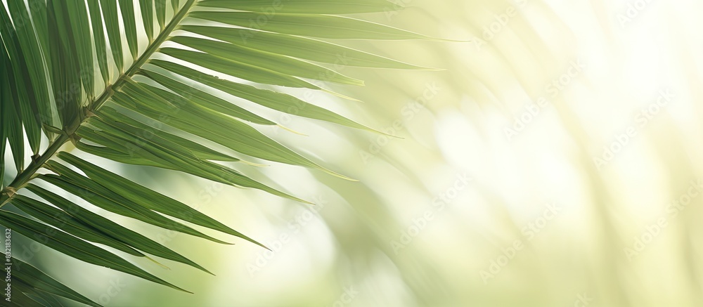 Obraz premium simple palm leaves. Creative banner. Copyspace image