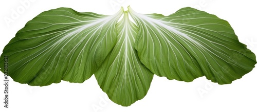 Angle wings or Caladium humboldtii Raf Schott leaf isolated on white background. Creative banner. Copyspace image