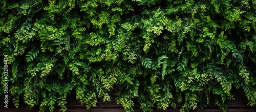 Beautiful nature background of vertical garden with tropical green leaf Western redcedar Thuja plicata commonly called western red cedar or Pacific red cedar giant arborvitae or western arborvitae photo