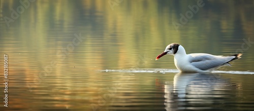 Black headed gull dipping its beak into the lake. Creative banner. Copyspace image