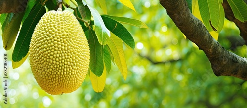 Close up of a yellow jackfruit on tree. Creative banner. Copyspace image