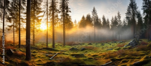 Sunset Sunrise In Atumn Coniferous Forest Trees Nature Woods HDR. Creative banner. Copyspace image photo