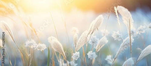 rare white grass growing in a meadow. Creative banner. Copyspace image photo