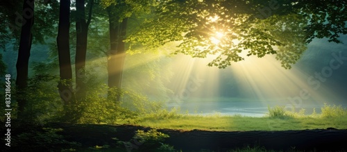 Light shines on the nature. Creative banner. Copyspace image