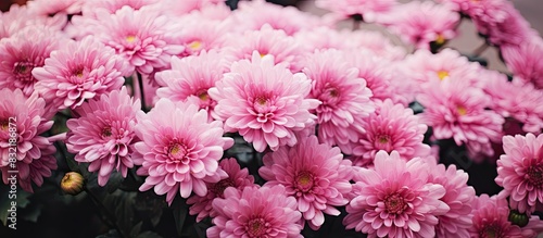 Pink chrysanthemum so beautiful in garden. Creative banner. Copyspace image